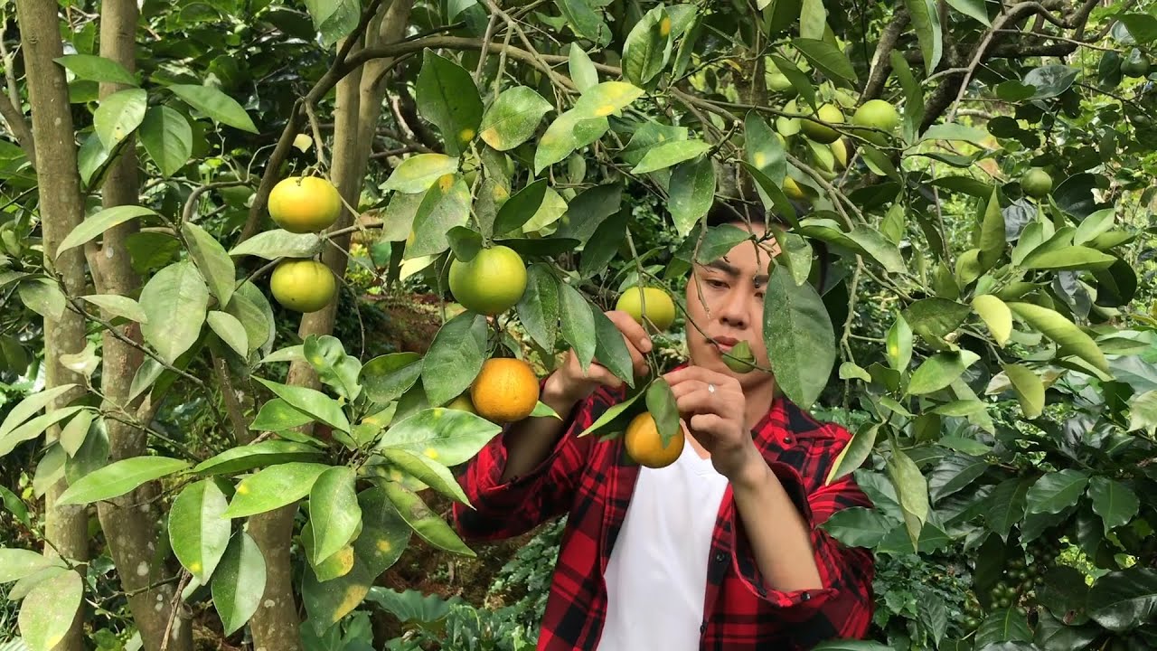 Làm bánh và nấu bữa cơm ngon tuyệt từ cam ruột đỏ